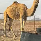 ناقه ظريبه شقحا