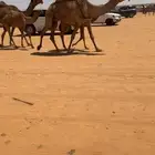 للبيع عشراء شعلا في