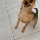 كلب شيواوا انثى العمر سنه ونص اليفه تحب تلعب