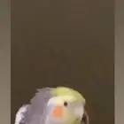 عصفور كروان أليف جده البيع مستعجل