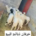 خرفان ذبايح للبيع يوجد تمارا في الموقع