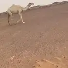 بكرة رمانيه لقية
