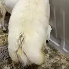 رخال ذبايح احد الابوين رفيدي والاخر حري