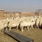 غنم حريات حرش