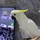 فرخ كوكاتو سلفر كرستد(( تم البيع))