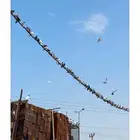 القنفذة القوز