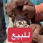 فحول تنسف