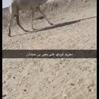 قعود فردي