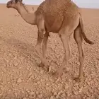 3 قعدان