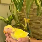 روز رد فيس