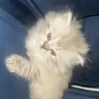 قطوه للبيع على السوم