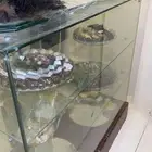 كاونتر شفاف