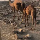 ناقه أم ثالث عشراء صفراء