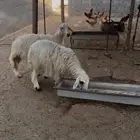 ثنتين رخال صفر سمان