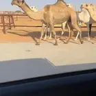 للبيع خفوت حكوميه
