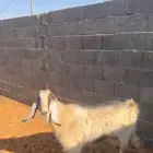 معزا مضاريع