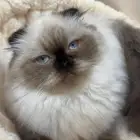 قطه سكوتش فولد هملايا