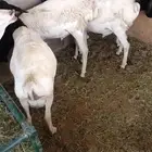 برابر مرابي وتيوس