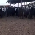 معزا مراح واحد