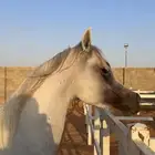 حصان واهو فاخر
