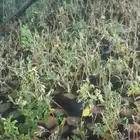 شتل زيتون اسباني ( مكثف ) اوربيكانا - اوربيسانا