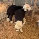 بهم نجد