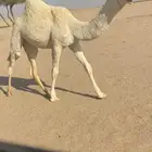 للبيع بكره كفو بنت ولد مشاكل ابو عجاريد