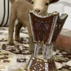 ماعز قزم للبيع جفره ( انثى )