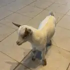 تيس قزمي