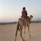 قعود ركبي طايع