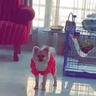 كلب بومرينان