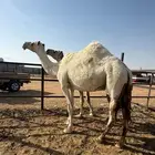 ناقه القحه بثالثها على بعير بدر الخياري الباتلي
