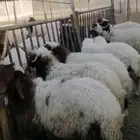 طليان نعيم بلدي