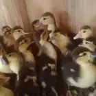 للبيع صوص بط مصري وللبيع وز بلدي كبير