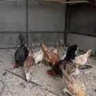 دجاج بلدي