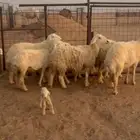 للبيع غنم حريات حرش صنف رخال كفو