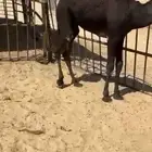 قعدان وبكار للبيع كفو فل مغلقه التواصل اتصال