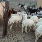 غنم نعيم وحريات و تيوس