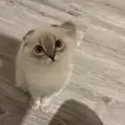 قط ذكر هملايا وسكوتش لتبني