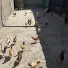 توفر صيصان بلدي العمر شهرين ونصف ماخذ التحصين والتطعيم