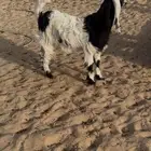 جفرره طيبه