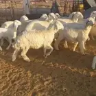 غنم حريات للبيع