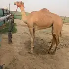 بنت الشبابي الخليج