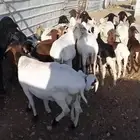 برابر - مهاجين متاويم كلها