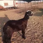 رخل ساكنيه فاخره