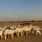 غنم حريات مراح فاخر