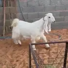 جذعه عارضيه فاااخره