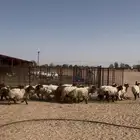 طليان نعيم للبيع العدد 19 فيه 7رخال والباقي خروف