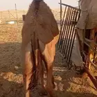 بكرة لبانيه للبيع