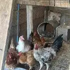 دجاج للبيع
